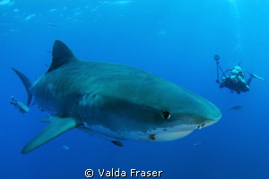 An encounter with a tiger shark. by Valda Fraser 